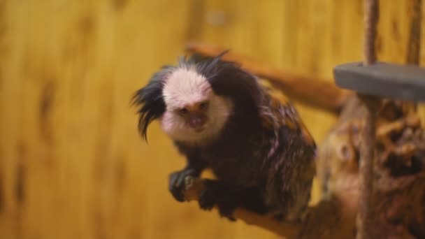 Мармосет породи мавп — стокове відео