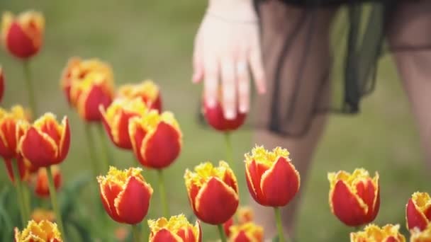 Девушка подходит к тюльпанам — стоковое видео
