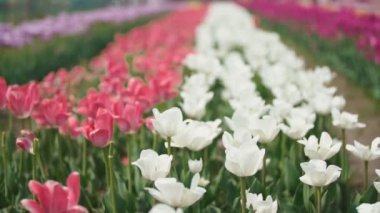 Lale çiçek yakın çekim