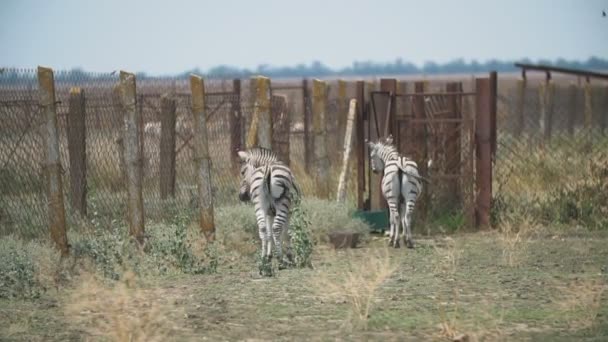 Two zebras stand behind the fence — Stock Video