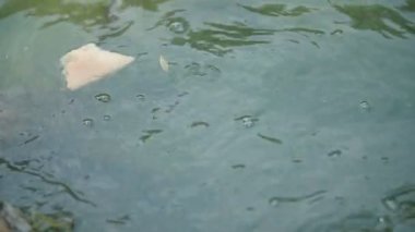 balık suya atılan ekmek yemek