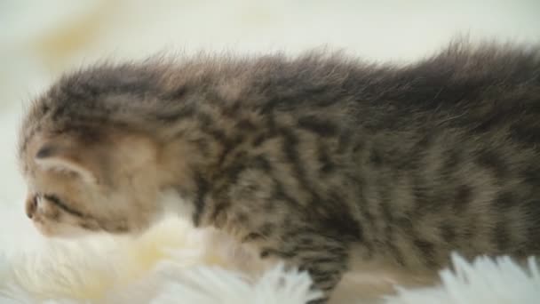 Petit chaton sur une couverture — Video