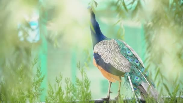 Peacock går runt på gården — Stockvideo