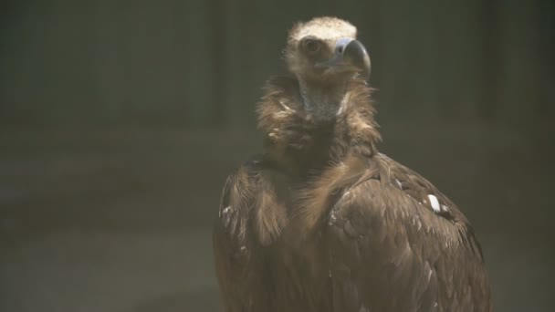Vulture Eagle portret — Stockvideo