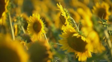 ayçiçeği çiçekleri yakın çekim