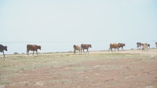 Vacas se aproximam do mar — Vídeo de Stock