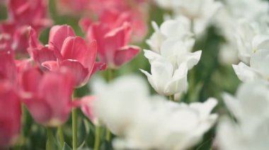 Lale çiçek yakın çekim