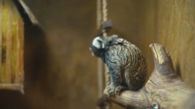 marmoset cins maymun