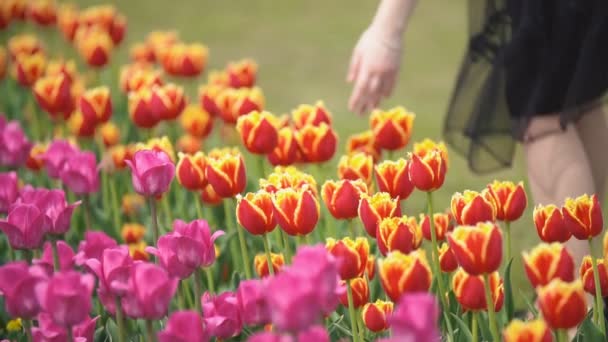 Дівчина йде біля тюльпанів — стокове відео