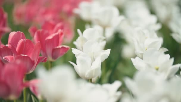 Tulip flowers close up — стоковое видео