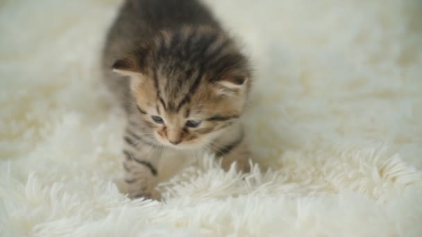 Μικρή γατούλα σε μια κουβέρτα — Αρχείο Βίντεο