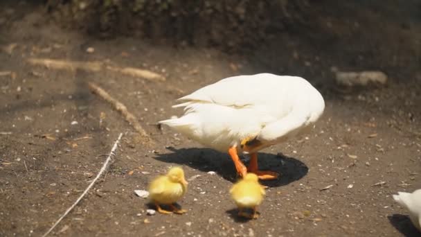 Pato con pollos — Vídeo de stock