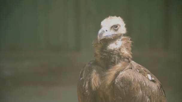 Gam Eagle porträtt — Stockvideo