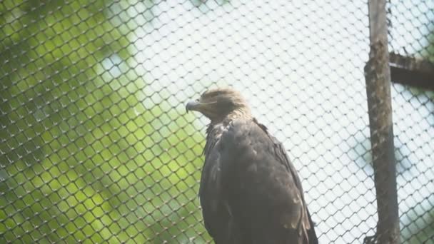 Степовий орел, що сидить на гілці — стокове відео