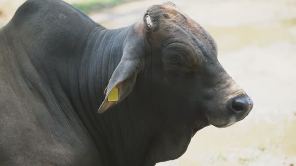 Raza bovina del sur — Vídeo de stock