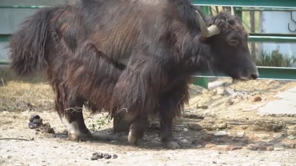 Um touro da raça Yak se destaca e olha para algo — Vídeo de Stock