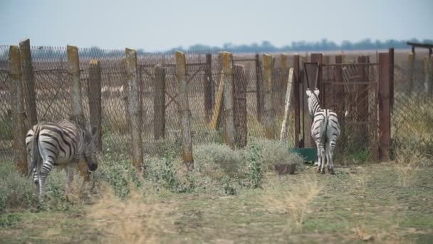 Két zebrák állni a kerítés mögött — Stock videók