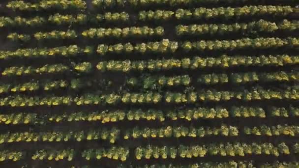 Вид с воздуха на подсолнечные цветы — стоковое видео