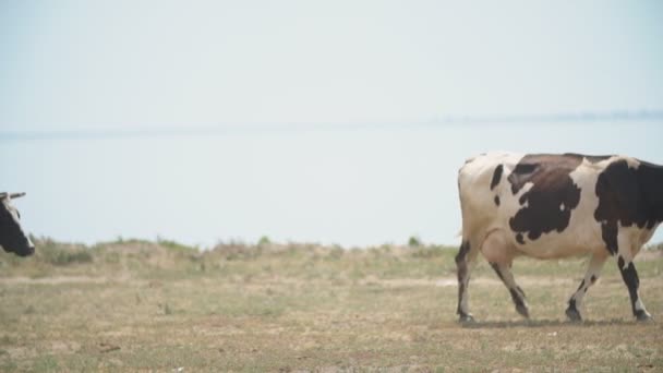 Krowy idą w pobliżu morza — Wideo stockowe