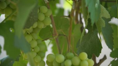 yakın çekim yeşil üzüm