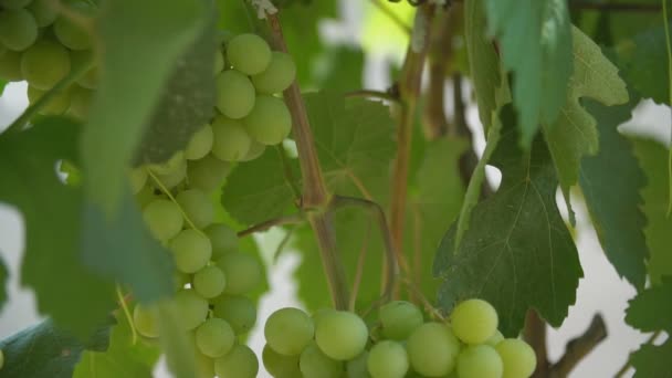 Gröna druvor på nära håll — Stockvideo