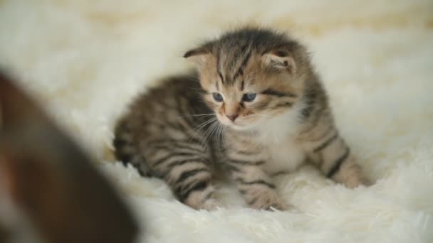 Petit chaton sur une couverture — Video