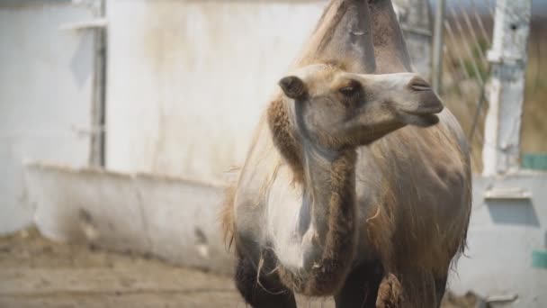 Portret van een kameel staand — Stockvideo