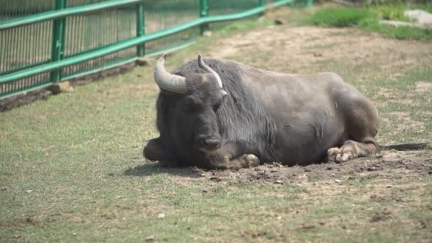 Aziatische Buffalo ligt in de buurt van het moeras — Stockvideo