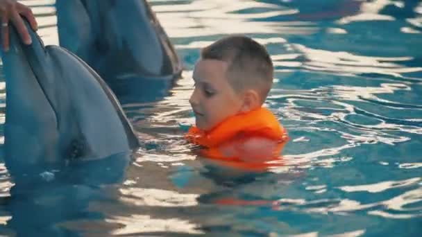 Niño nadando en una piscina con un delfín — Vídeos de Stock