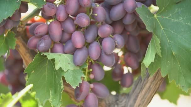 Uvas maduras de perto — Vídeo de Stock