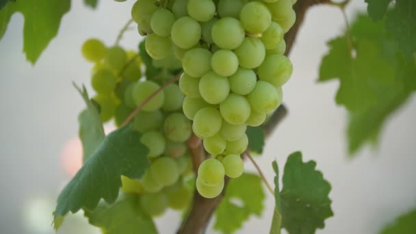 Uvas verdes Close Up — Vídeo de Stock