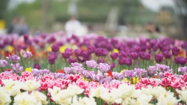 Multi-gekleurde tulpen bloemen — Stockvideo