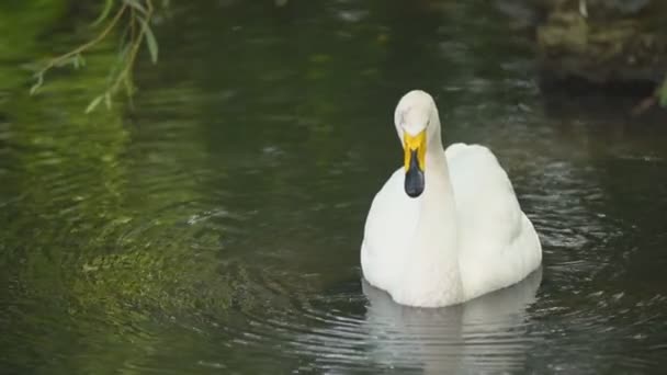 cygne nage dans la pelouse 