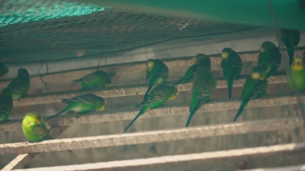 Small green-yellow parrots — Stock Video