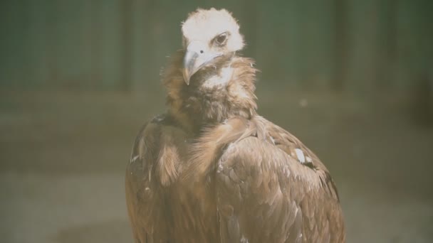 Retrato de águila buitre — Vídeo de stock