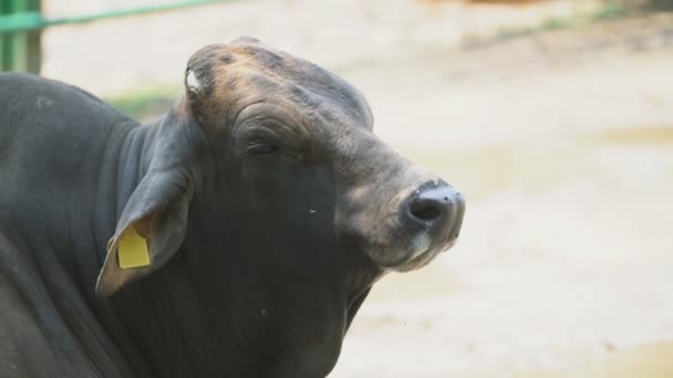 Raça de gado sul — Vídeo de Stock