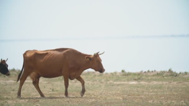 Koeien gaan in de buurt van de zee — Stockvideo