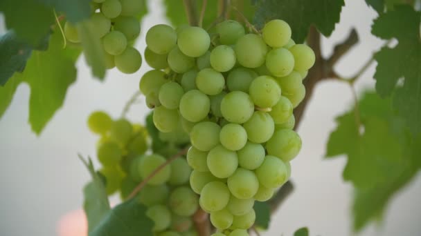 Green grapes close up — Stock Video