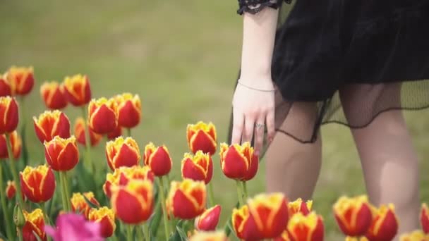 Flickan går nära tulpaner — Stockvideo