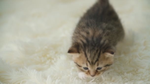 Маленька кошеня на ковдрі — стокове відео