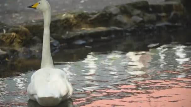 Лебедь плавает на лужайке — стоковое видео