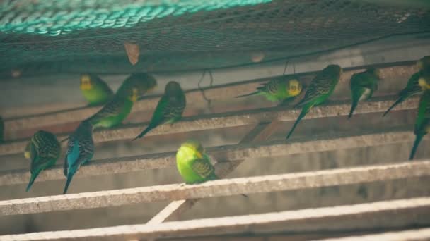 Kleine groen-gele papegaaien — Stockvideo