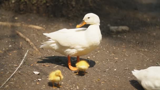 Pato con pollos — Vídeos de Stock