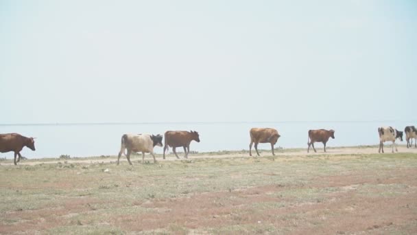 Cows go near the sea — Stock Video