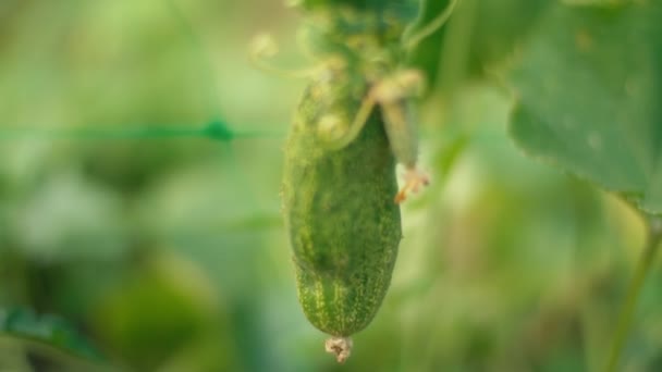 Огірок в саду крупним планом — стокове відео