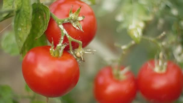 Tomatoes in the garden close-up — Stock Video