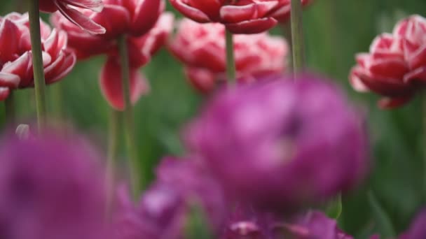 Flerfärgad tulpan blommor — Stockvideo