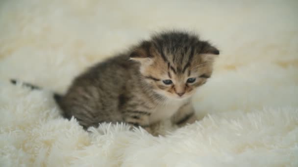 Маленькая кошечка на одеяле — стоковое видео