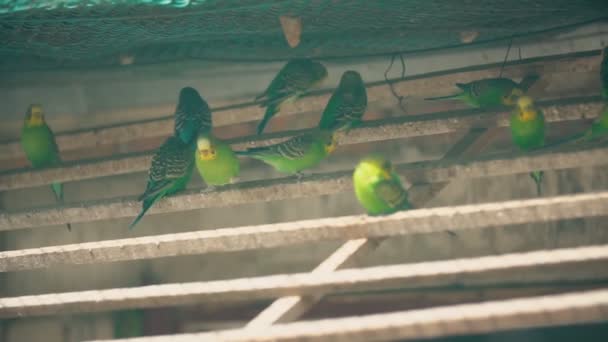 Pequenos papagaios verde-amarelos — Vídeo de Stock