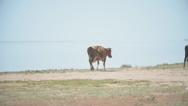 Коровы идут к морю — стоковое видео